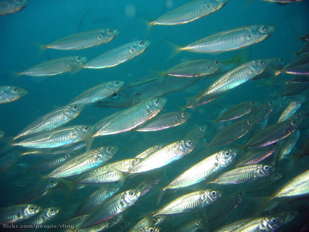 Trachurus declivis (Sugarello dorso verde)